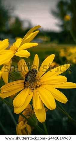honey, healthy, green, daisy, colorful, color, freshness, floral, field, flower, flora, closeup, collect, close, blossom, blooming, bloom, beauty, beautiful, background, animal, yellow, plant, garden,