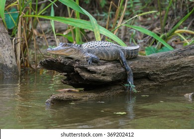 Honey Island Swamp American Alligator