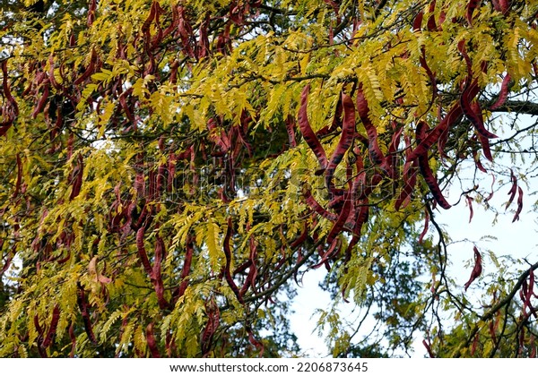 Honey Locust Gleditsia Triacanthos Legumes Yellow Stock Photo ...