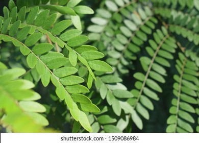 2,182 Honey locust leaf Images, Stock Photos & Vectors | Shutterstock