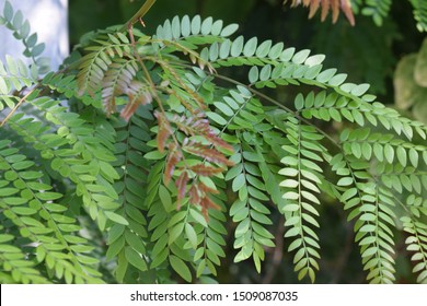 2,182 Honey locust leaf Images, Stock Photos & Vectors | Shutterstock