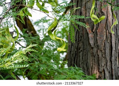 Honey Locust Tree Seed Pods