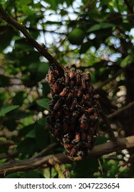 Honey Low Light Photo , Huney , Insect