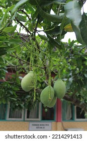 Honey Mangoes In SMA Negeri 1 Randublatung Park