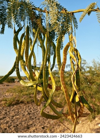Honey Mesquite (Prosopis glandulosa) | San Diego County, Cal… | Flickr
