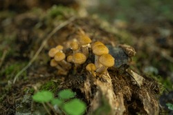 Honey Mushrooms Close-up, Forest Mushrooms, Selective Focus.