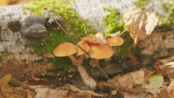 Honey Mushrooms In Forest Moss. Agaric Honey Mushrooms Growing On Tree. Close Up.