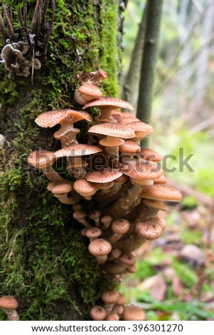 honey mushrooms growing at tree by a group