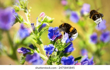 Honey plant blueweed and bumblebee collecting nectar - Powered by Shutterstock