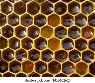 Honey poured into honeycombs has a concave free surface. Such concave mirrors give a reduced image of objects.