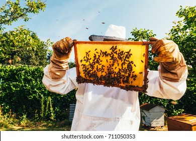 honey production and bees keeping - Powered by Shutterstock