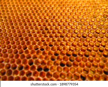 honey sealed in a honeycomb