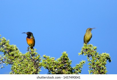 Honey Sucker Male And Female, Table Top Mountain, Cape Town South Africa 