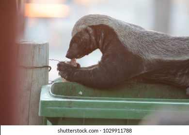 honeybadger in camping area