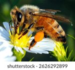  Honeybee Bee Worlds Day collecting nectar and pollen from a white and yellow flower. The bee