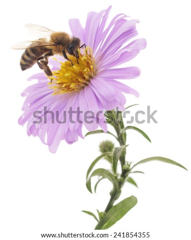 Honeybee and blue flower head isolated on a white background 