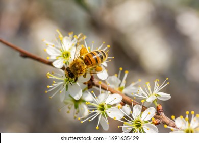 a honeybee collects honey on white cherry blossoms