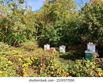 A Honeybee Farm Tucked Into The Middle Of The Woods. The Beehives Are Covered And Have Large Rocks On Top Of Them To Weigh The Lids Down. The Hives Are Different Colors And Sizes.