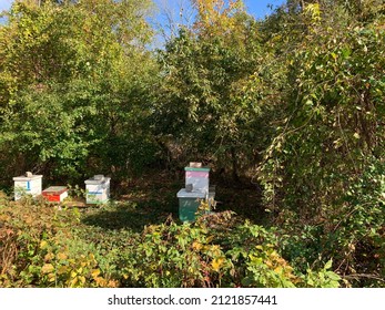 A Honeybee Farm Tucked Into The Middle Of The Woods. The Beehives Are Covered And Have Large Rocks On Top Of Them To Weigh The Lids Down. The Hives Are Different Colors And Sizes.