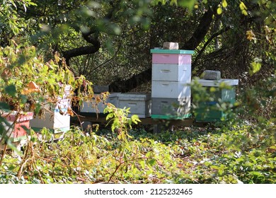 A Honeybee Farm Tucked Into The Middle Of The Woods. The Beehives Are Covered And Have Large Rocks On Top Of Them To Weigh The Lids Down. The Hives Are Different Colors And Sizes.