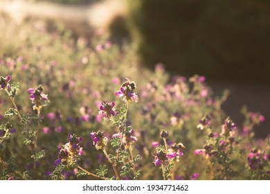 Honeybee In A Flower Garden.