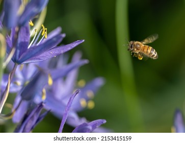 Honeybee flying towards blue Camas flowers (Apis mellifera, Camassia leichtlinii)