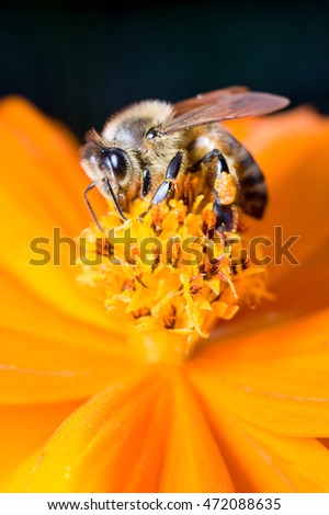 A honeybee gathering pollen from a marigold flower.