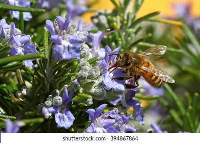 Honeybee Going Through A Rosemary Flower