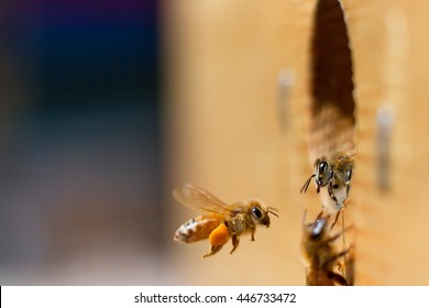 Honeybee Greeting:  A Honeybee Flies Into Her Hive Carrying The Day's Haul Of Pollen While Another Honeybee Prepares To Leave As If Greeting The Incoming Bee.