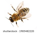 Honeybee isolated on white background, top view