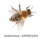 Honeybee isolated on white background, top view
