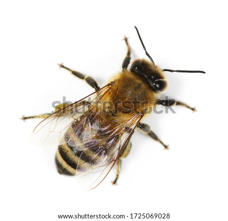 Honeybee isolated on white background, top view