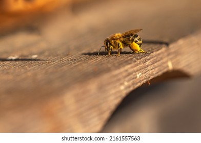 Honeybee, Macro. Bee Sitting On Beehive, Closeup. Countryside View 