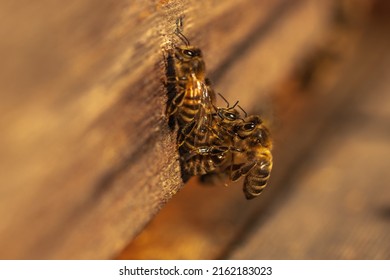 Honeybee, Macro. Bee Sitting On Beehive, Closeup. Countryside View 