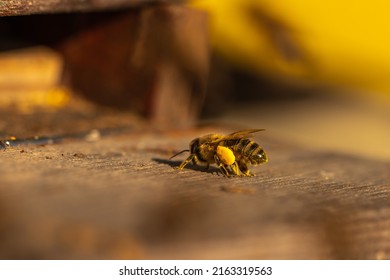 Honeybee, Macro. Bee Sitting On Beehive, Closeup. Countryside View 