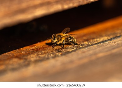 Honeybee, Macro. Bee Sitting On Beehive, Closeup. Countryside View 