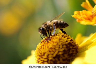 honeybee on the summer chamomile harvesting pollen from the flower.