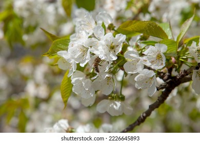 Honeybee on white flower of sweet cherry tree. Honeybee collecting pollen and nectar to make sweet honey. Small green leaves and white flowers of sweet cherry tree blossoms at spring day in garden.