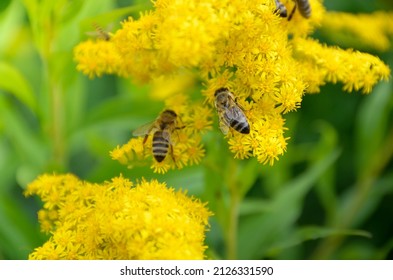 Honeybee on a yellow solidago or goldenrod flower