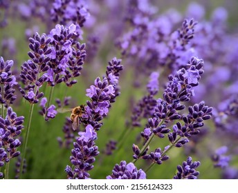 Honeybee Pollinating In A Lavendar Field