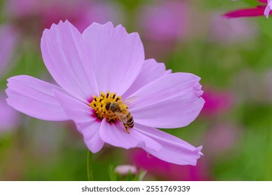 Honeybee Pollinating Pink Cosmos Flower in Garden - Powered by Shutterstock