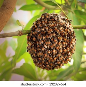 Honeybee Swarm Hanging At Mango Tree In Nature.