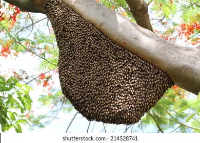 Honeybee Swarm On The Tree.