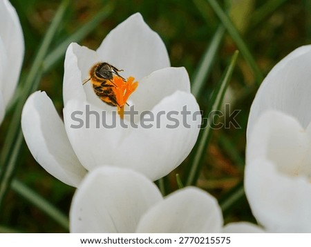 honeybee at work colecting nectar of white crocus