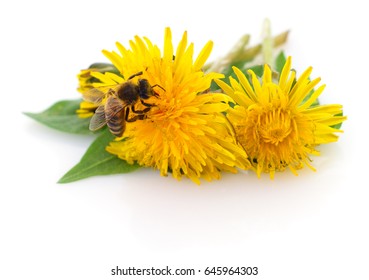 Honeybee and yellow flower head isolated on a white background 
