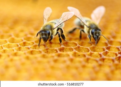 Honeybees 