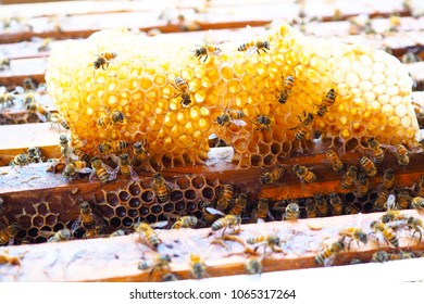 Honeybees - Bee Hive