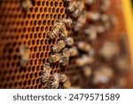 Honeybees Working on a Honeycomb. Close-up of honeybees working on a honeycomb, showcasing the intricate hexagonal structure and the busy activity of the colony.