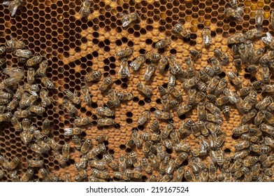 Honeycomb 