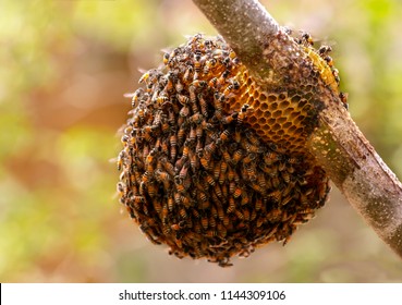 Honeycomb and bee or Apis florea on moringa tree and blur green leaves background.